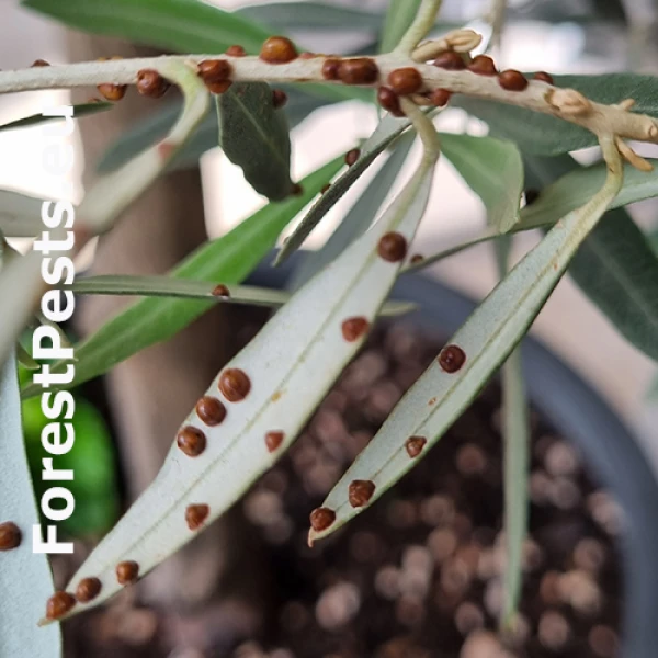 Červec olivov&yacute;