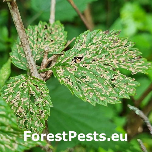 Liskavky na malin&aacute;ch