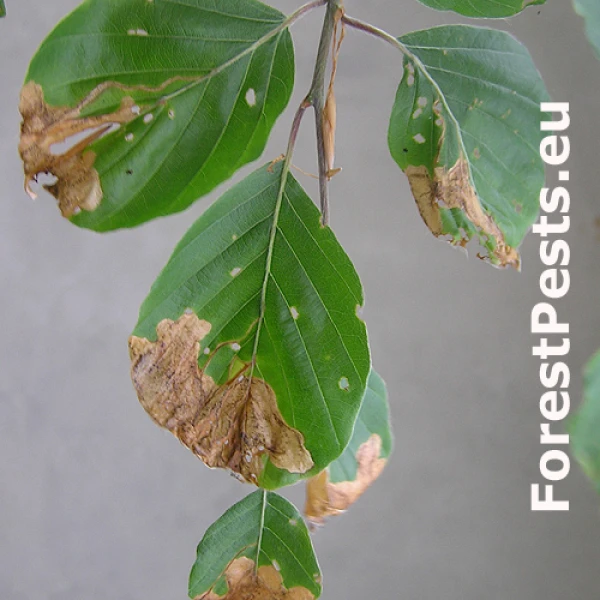 Sk&aacute;kač bukov&yacute;