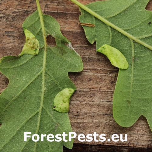 Byľomor Macrodiplosis pustularis