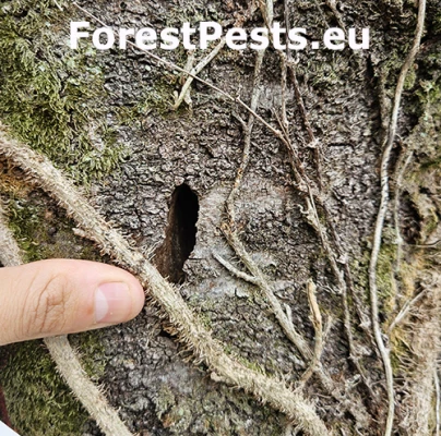 Fuz&aacute;č červenokrk&yacute;