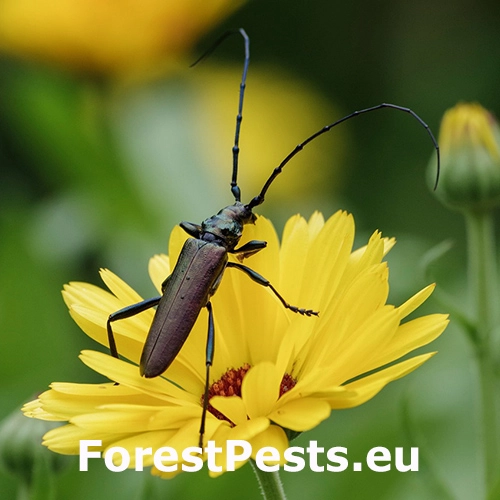 Fuz&aacute;č pižmov&yacute;