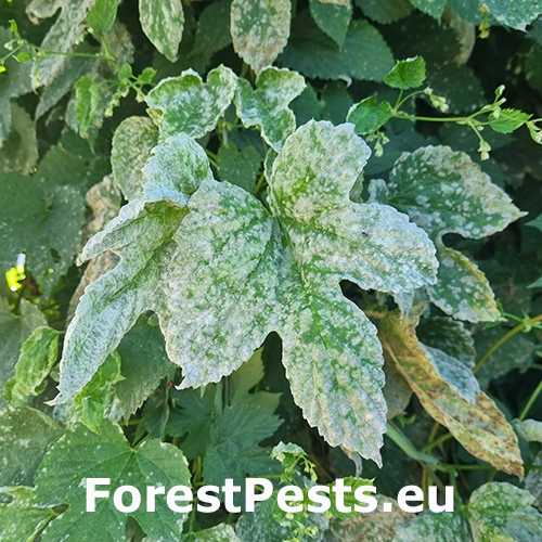 M&uacute;čnatka Podosphaera macularis