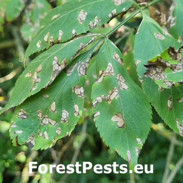 &Scaron;kvrnitosť listov bazy