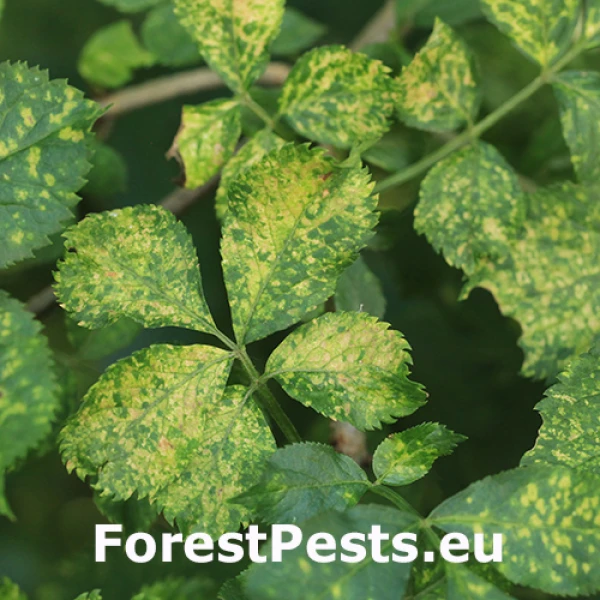 V&iacute;rusov&eacute; ochorenie listov bazy