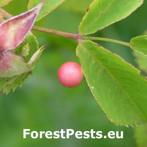 Hrčiarka Diplolepis eglanteriae