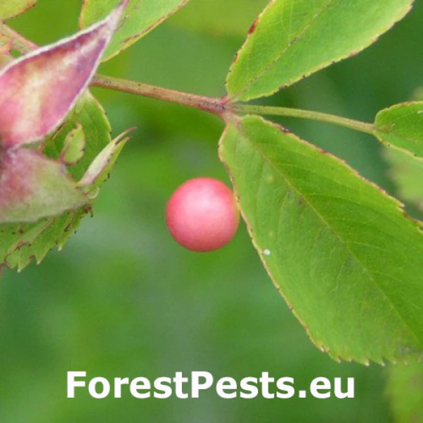 Hrčiarka Diplolepis eglanteriae