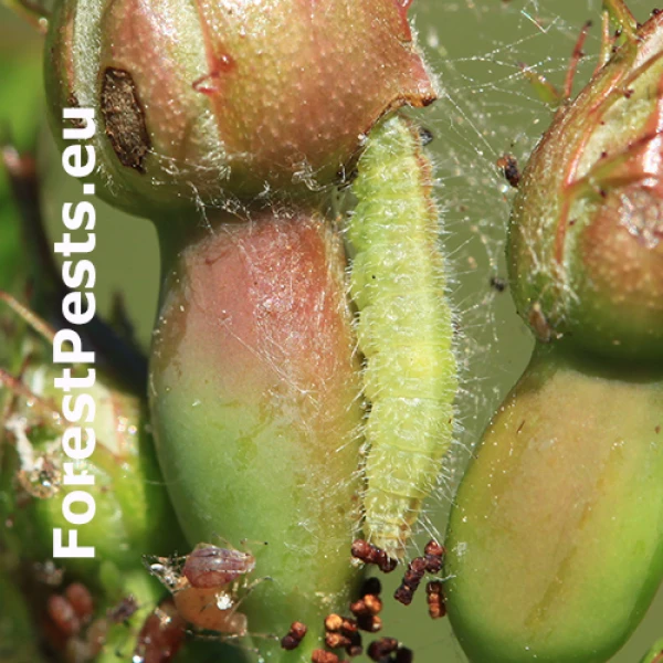 Pierkavec &scaron;&iacute;pkov&yacute;