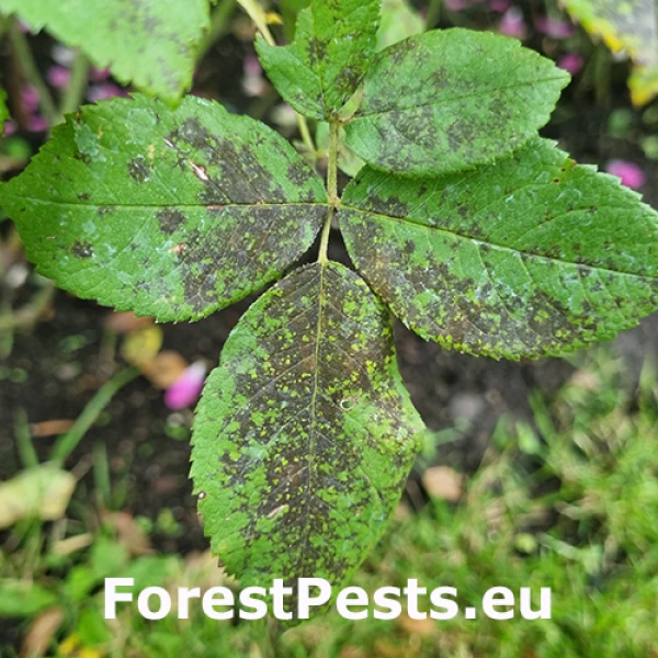 Čierna &scaron;kvrnitosť ruž&iacute;