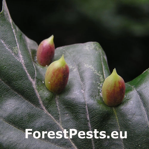 Byľomor bukov&yacute;