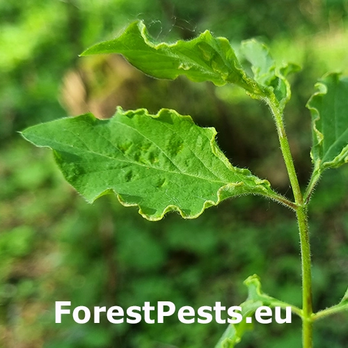 Roztoč Aculus xylostei