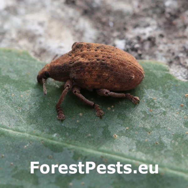 Nos&aacute;nik Gonipterus scutellatus