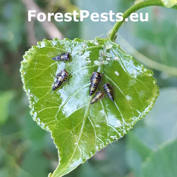 Cik&aacute;dka Rhytidodus decimusquartus