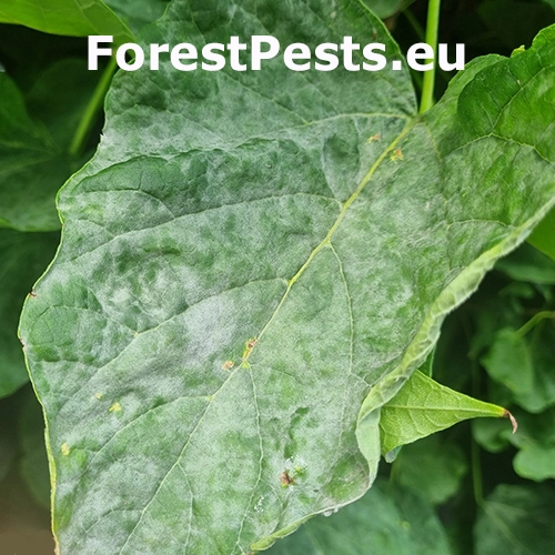 M&uacute;čnatka Erysiphe elevata