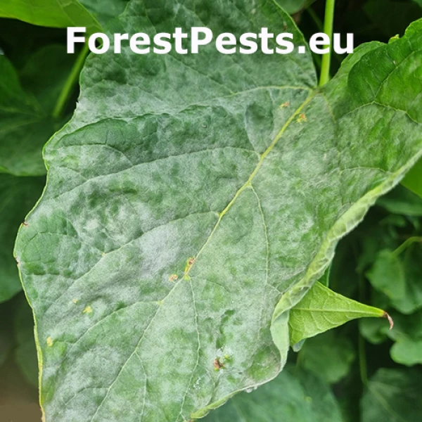 M&uacute;čnatka Erysiphe elevata