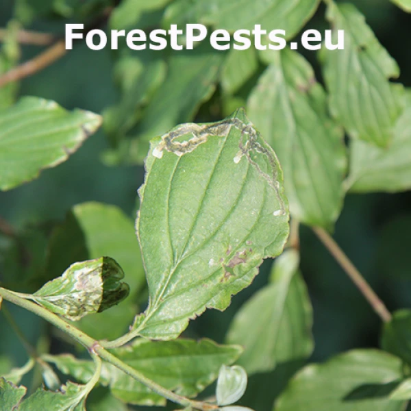 M&iacute;nerka drieňov&aacute;