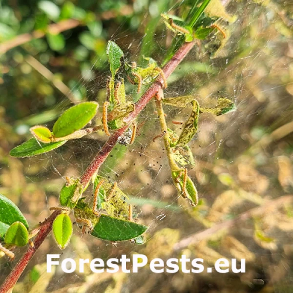 Priadzovec trnkov&yacute;