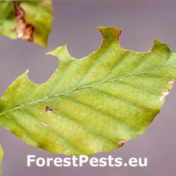 Čal&uacute;nicovit&eacute;