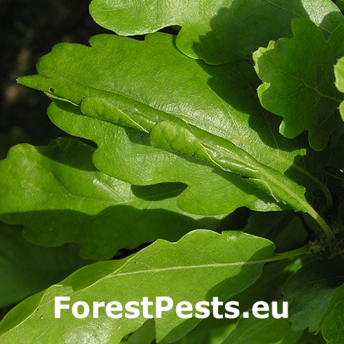 Obaľovač pl&aacute;nkov&yacute;