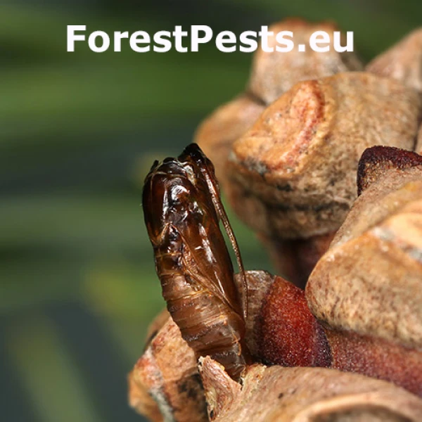 Obaľovač Cydia conicolana