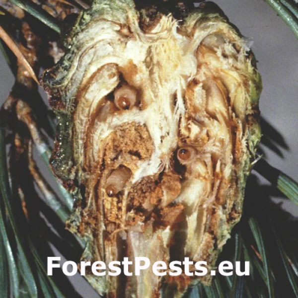 Smoliar &scaron;i&scaron;kov&yacute;