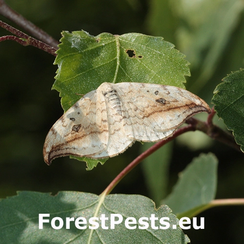 Srpokr&iacute;dlovec jel&scaron;ov&yacute;