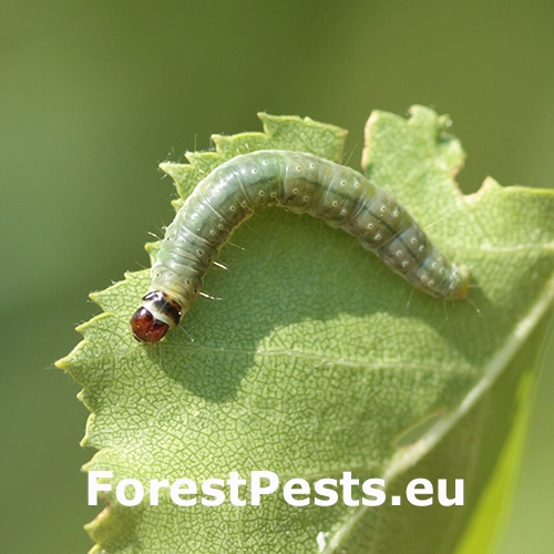 Obaľovač r&iacute;bezľov&yacute;