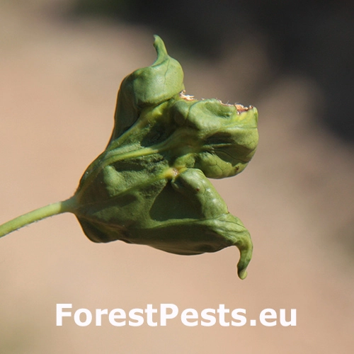 &Scaron;t&iacute;tnička Planchonia arabidis