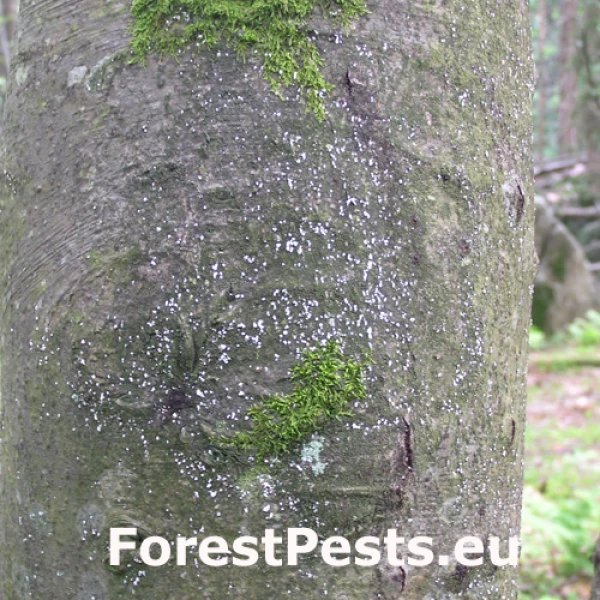 Červec bukov&yacute; 