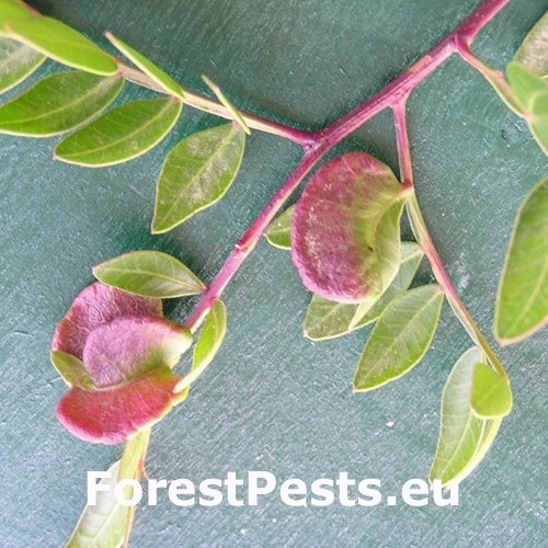 Vo&scaron;ka Aploneura lentisci