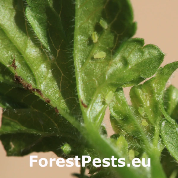 Vo&scaron;ka egre&scaron;ov&aacute;