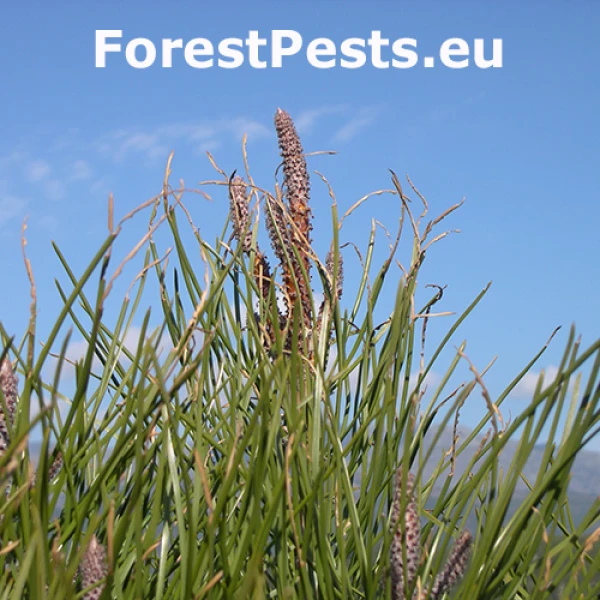 Nos&aacute;nik Brachyderes suturalis