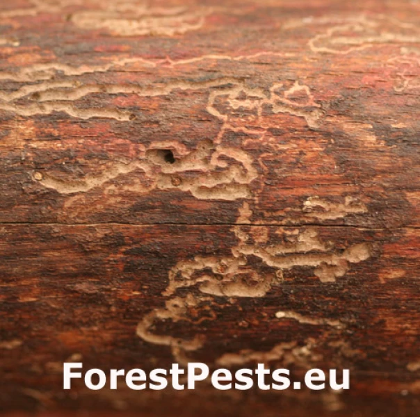 K&ocirc;rnik bukov&yacute;