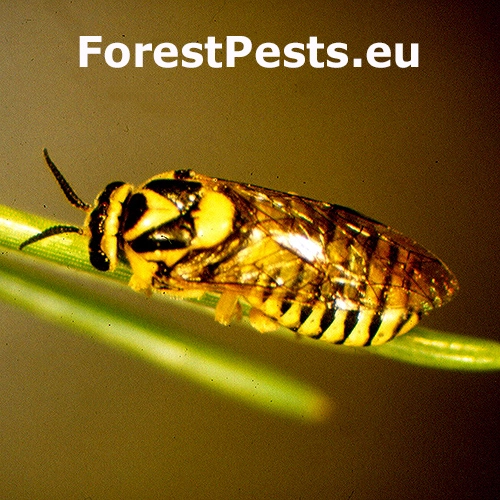 Hreben&aacute;rka Gilpinia virens