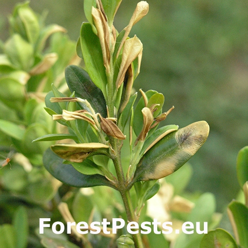 Byľomor Monarthropalpus flavus