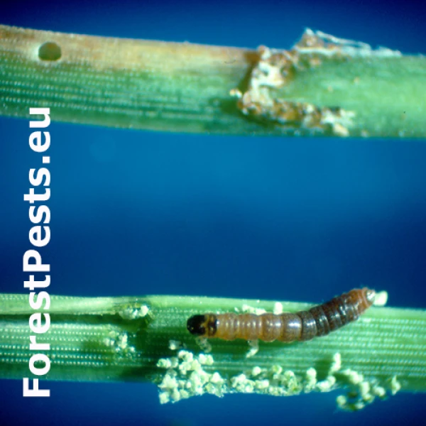 Obaľovač Clavigesta sylvestrana