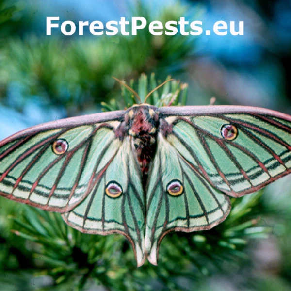 Ok&aacute;ň Graellsia isabellae