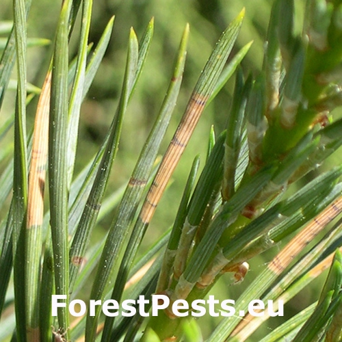 Peniarka Haematoloma dorsata