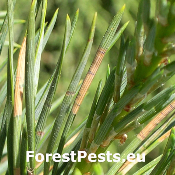 Peniarka Haematoloma dorsata