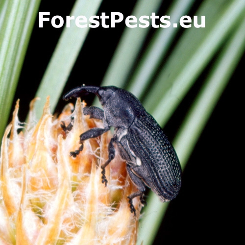 Nos&aacute;nik Magdalis memnonia