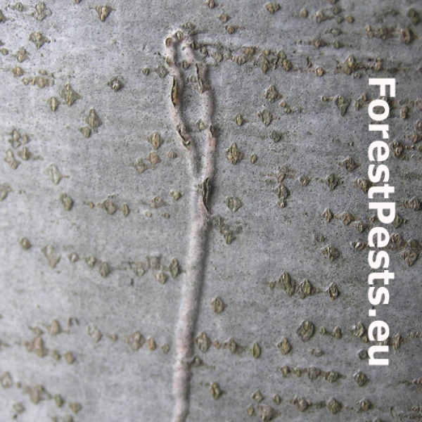 Drobn&iacute;k Ectoedemia liebwerdella