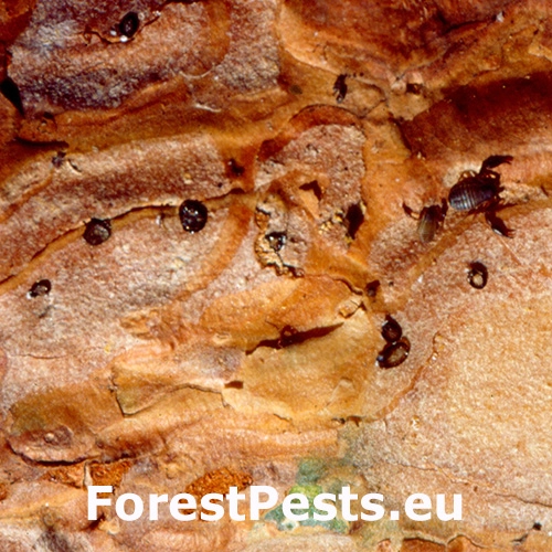 Červec Matsucoccus pini