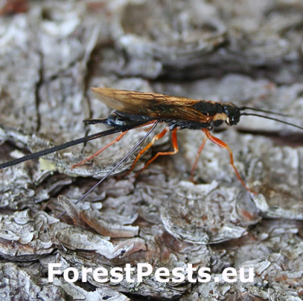 P&iacute;lovka čierna