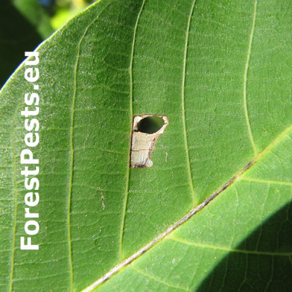 Kovovn&iacute;ček orechov&yacute;