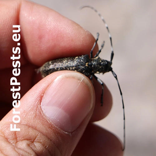 Vrz&uacute;nik smrekov&yacute;