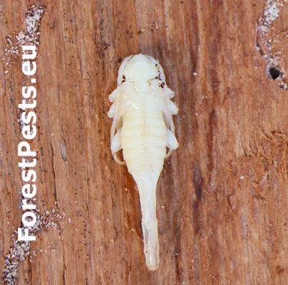 Vrz&uacute;nik Acanthocinus reticulatus