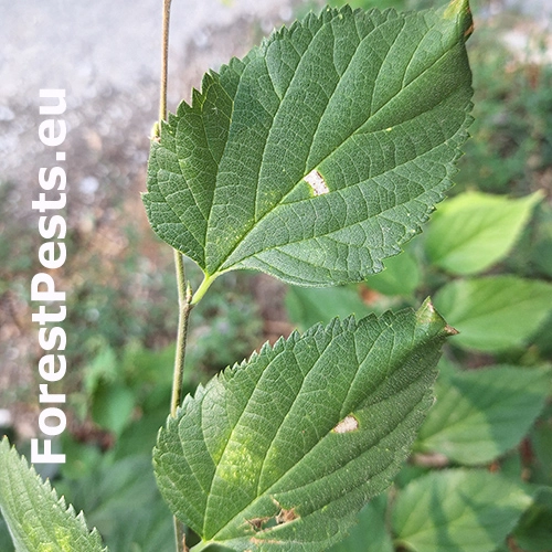 Psotka Caloptilia fidella