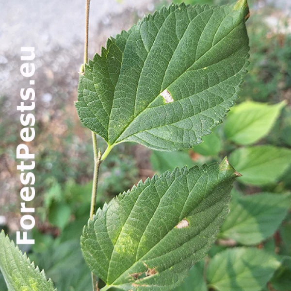 Psotka Caloptilia fidella