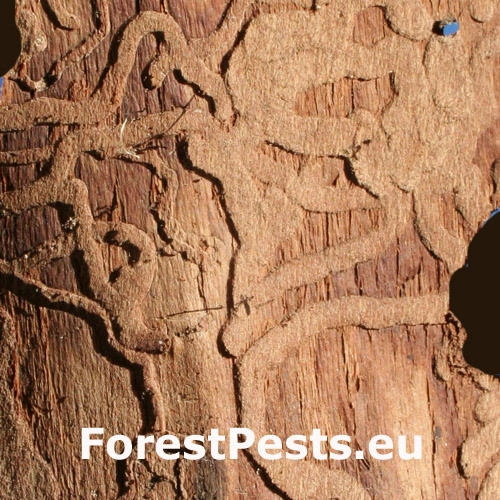 Krasoň zelenkast&yacute;