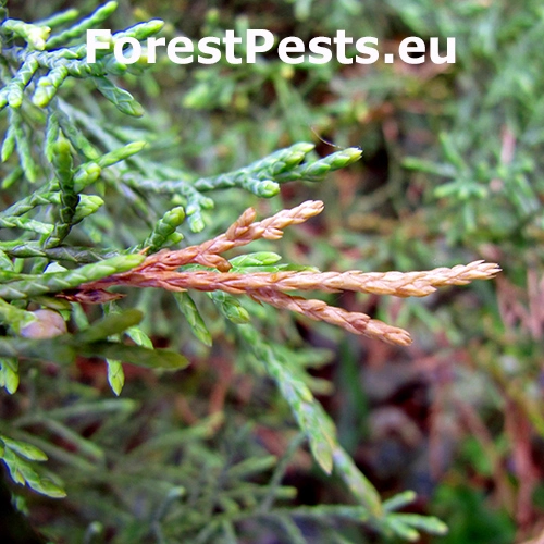 Priadzovček borievkov&yacute;